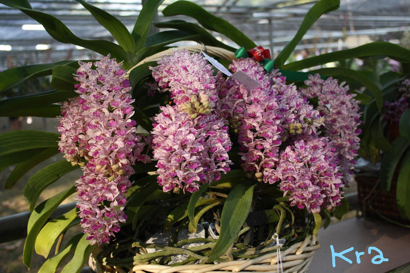 Rhynchostylis gigantea Orchid Plant: Foxtail Orchid, Aerides
