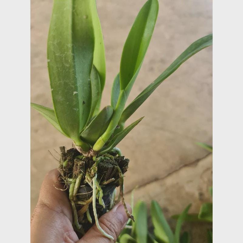 Small Cattleya Orchid Plant: Home Garden Beauty