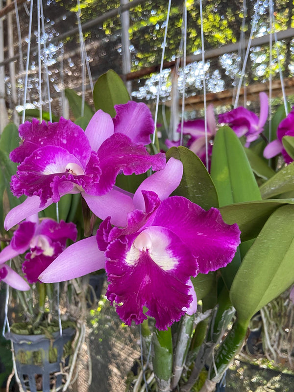 Small Cattleya Orchid Plant: Home Garden Beauty