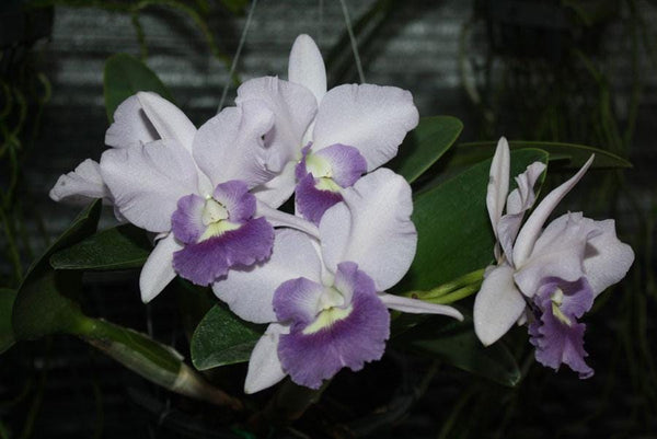 Cattleya Orchid Plant: Final Blue Variety, Home Garden Collection