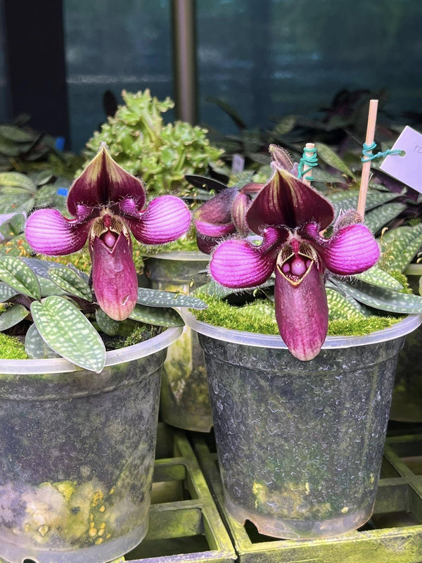 Orchid Paph.helenae/Paph.canhii/Paph.rungsuriyanum plant orchid collection for home garden decoration