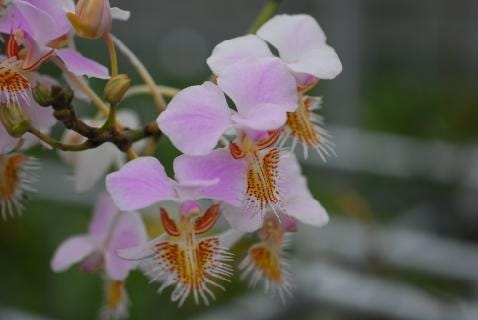 Papilionanthe (Vanda) pedunculata 1 plant Rare Orchid ,Orchidaceae Epiphytic orchid Collection