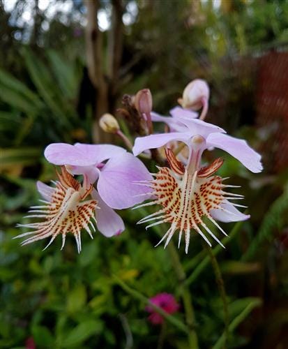Papilionanthe (Vanda) pedunculata 1 plant Rare Orchid ,Orchidaceae Epiphytic orchid Collection