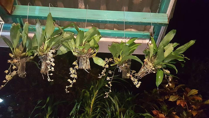 Thecopus maingayi 1 plant Orchidaceae Epiphytic orchid Mini Orchid Collection