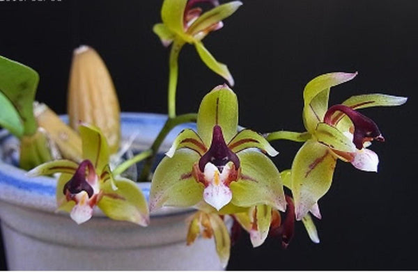Thecopus maingayi 1 plant Orchidaceae Epiphytic orchid Mini Orchid Collection