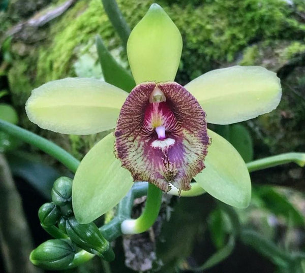 Vanilla cardinalis  climbing vine orchid  1 plant collection and home decore 珍しいバニラ蘭 S small size