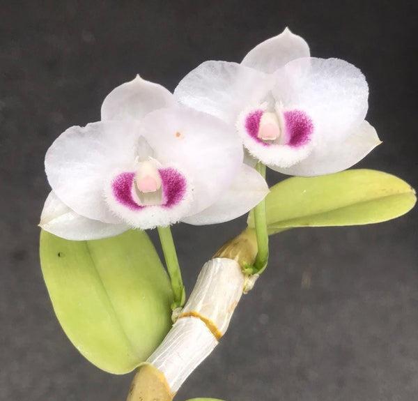 Fragrant Dendrobium parishii 'Summer Snow' Orchid - 1" Pot