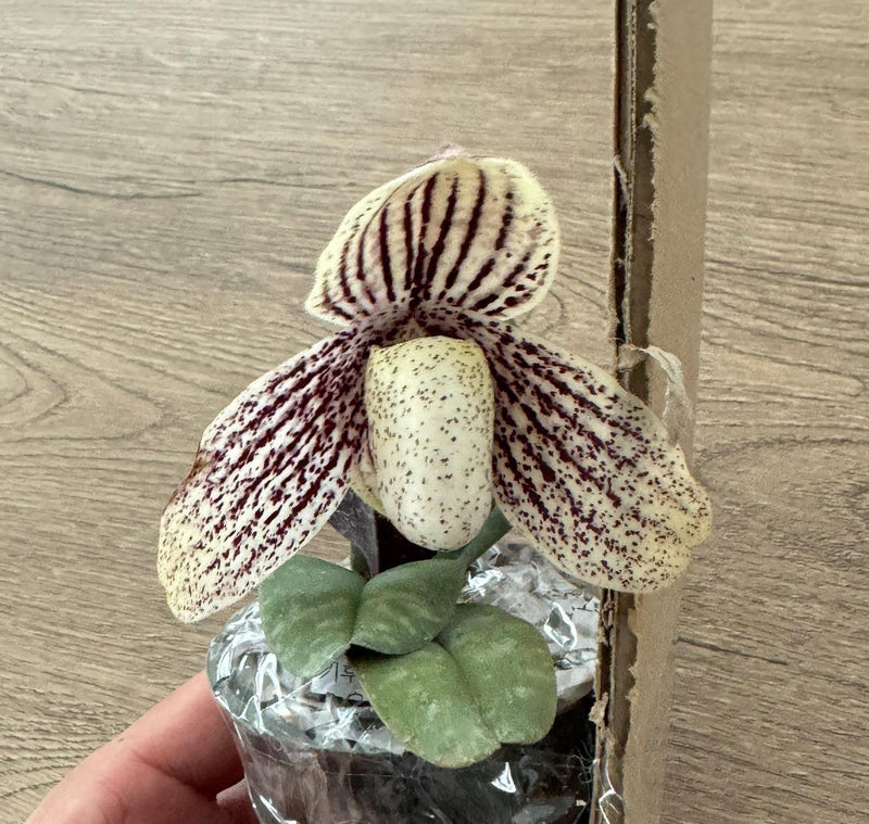 Paphiopedilum myanmaricum