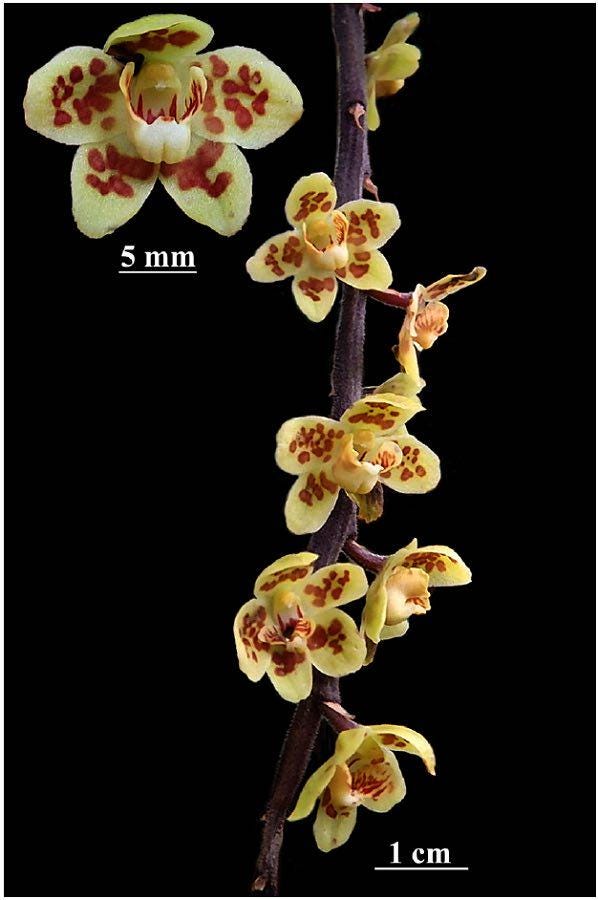 Chiloschista gelephuensis 1 Plant rare orchid species leafless /Asian ghost orchid