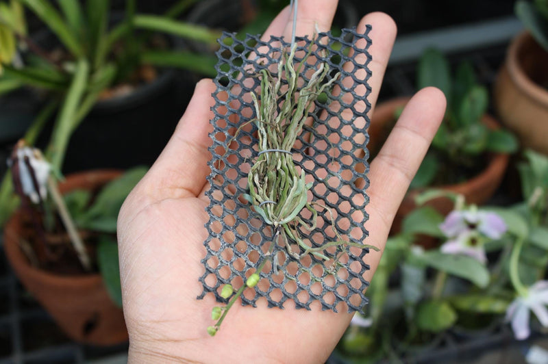 Chiloschista nakornpanomensis 1 Plant rare orchid species leafless /Asian ghost orchid,Fragrans