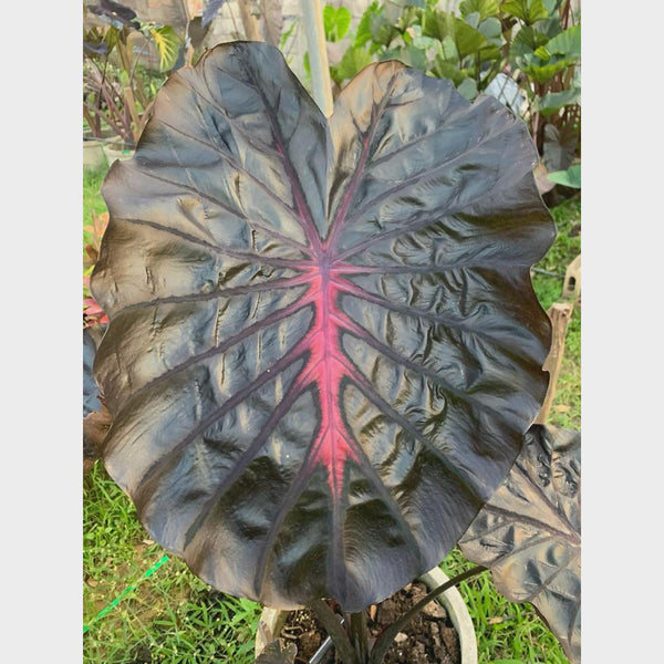 Colocasia Inferno Falls Tuber: New Hybrid Elephant Ear Bulb