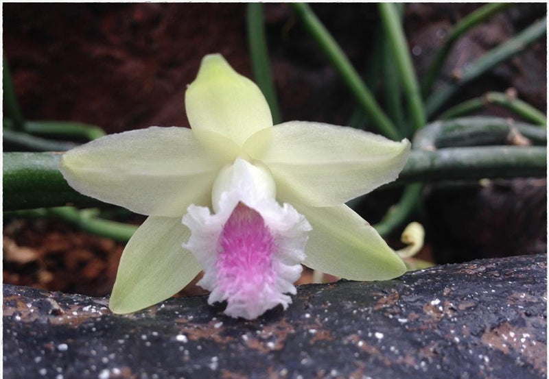 Vanilla Orchid Plant: Aphylla Variety - Home & Garden Decor