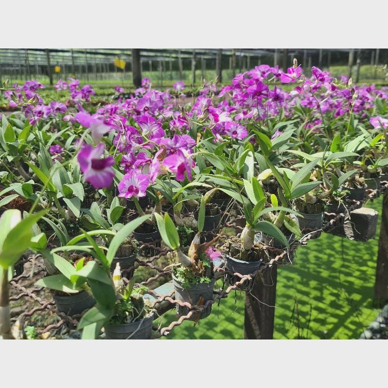 Dendrobium Enobi Mickey Mouse Orchid - Pink Bloom, 1" Pot