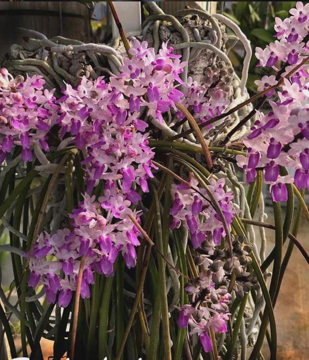 Seidenfadenia mitrata Orchid Plant: Pink Bloom, Easy Grow