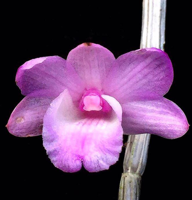 Dendrobium exilicaule Orchid Plant - Pink Bloom