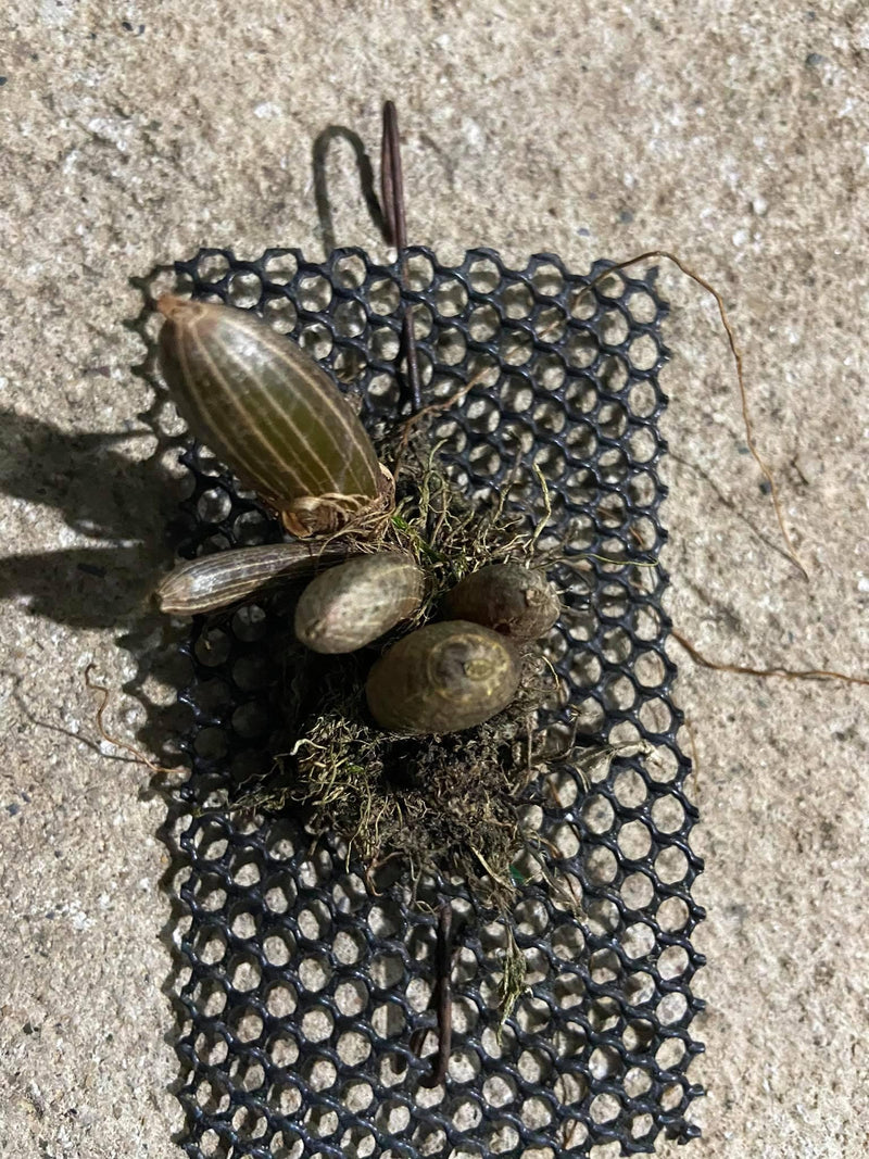 Eria bipunctata Orchid Plant: Mini Terrarium Orchid