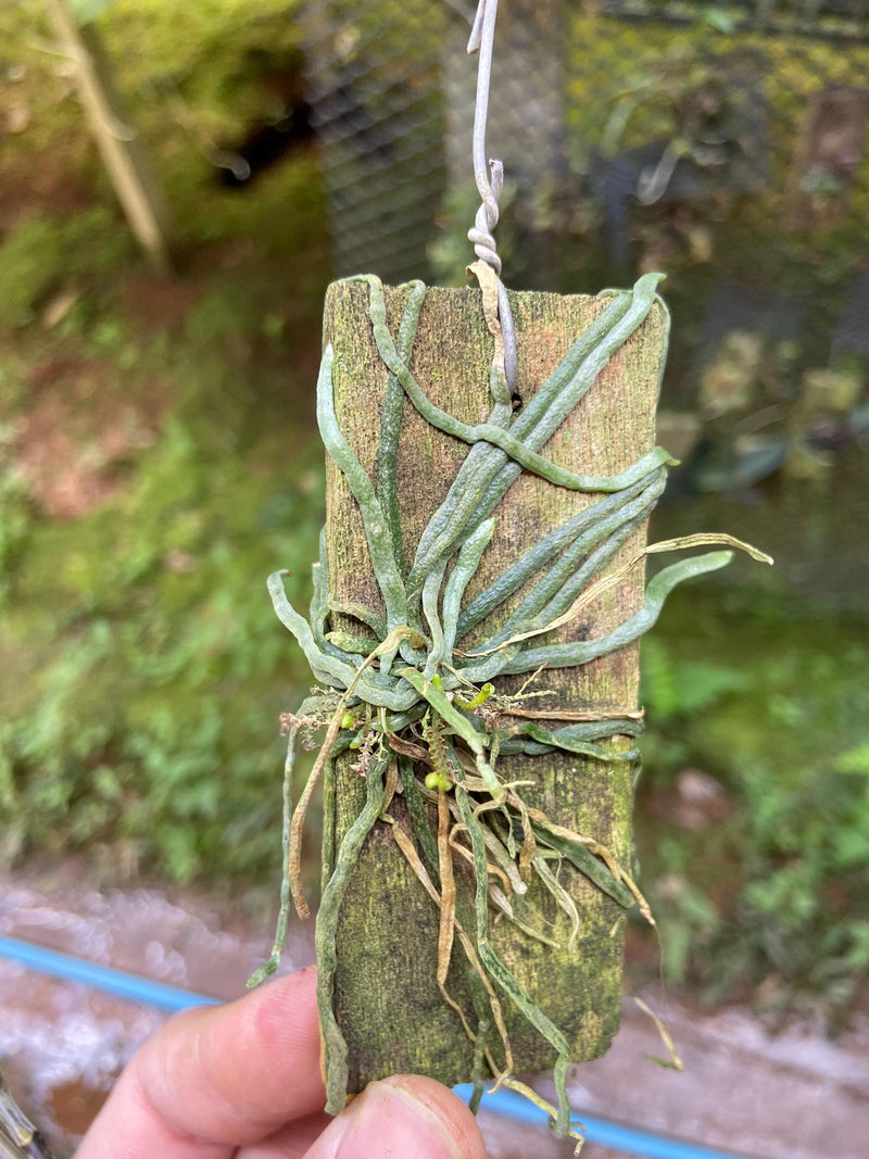 Taeniophyllum obtusum 「葉なしラン」について（英名：Leafless Orchid)miniature orchid collection 1 plant Asian Ghost Orchid