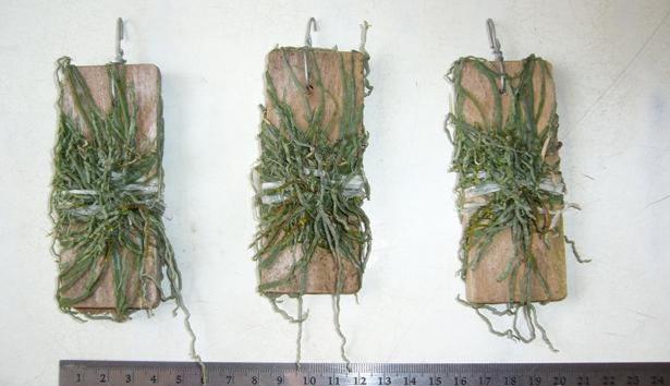 Taeniophyllum obtusum 「葉なしラン」について（英名：Leafless Orchid)miniature orchid collection 1 plant Asian Ghost Orchid