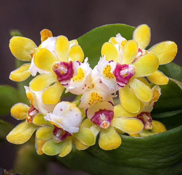 Gastrochilus Obliquus Orchid - Mounted Miniature Epiphyte