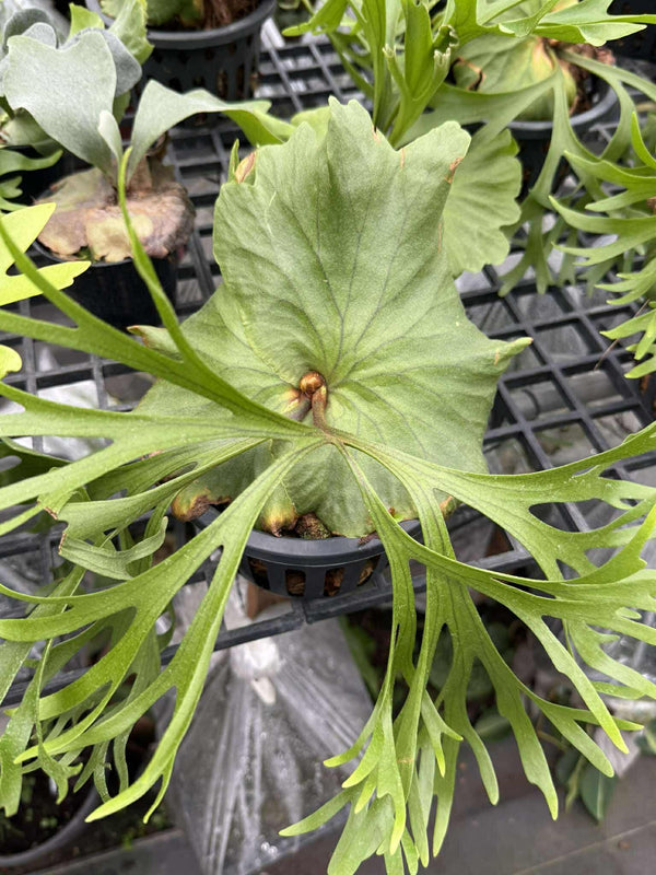 Platycerium Mt.kitshakood (P. ridleyi x P. coronarium) 1 Plant Staghorn Fern collection 1 plant P.Mt Kitshakood or P.Mount Kitshakood ビカクシダ