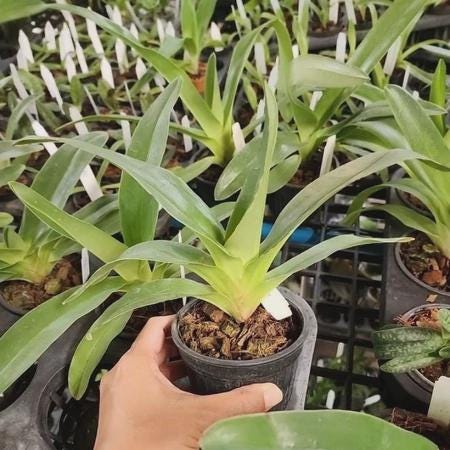 Paphiopedilum kolopakingii