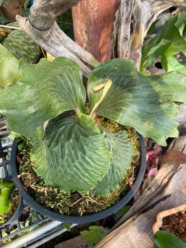 Platycerium madagascariense (プラティセリウム マダガスカリエンセ) 1 Plant Rare Staghorn Fern collection 1 plant