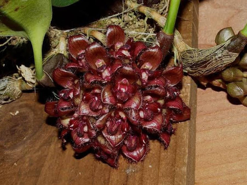 orchid Bulbophyllum sigaldiae (rare orchid) 1 plant bloom size