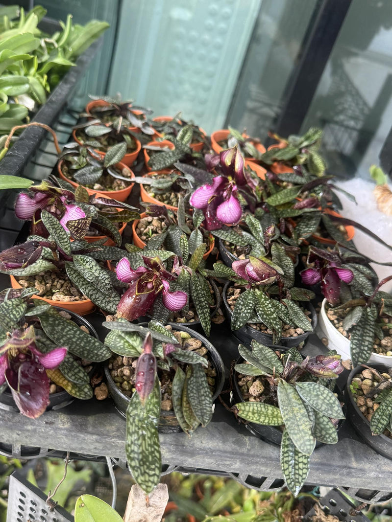 Paphiopedilum rungsuriyanum