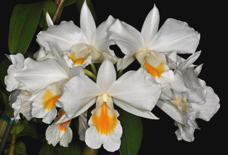 Dendrobium formosum Orchid Plant: Fragrant Orchid