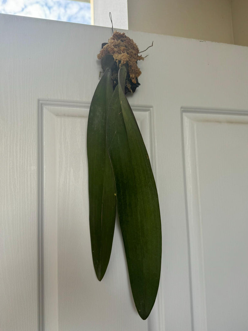 Bulbophyllum phalaenopsis (Papua New Guinea) 1 Plant bloom size , orchid for home & Garden collection