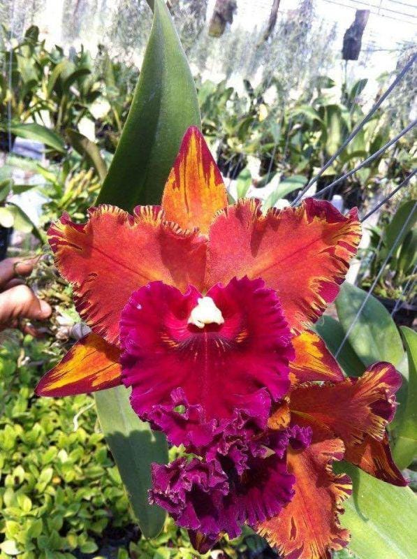 Cattleya (Rlc.) Hey Song Flame Dance (Flower Size) 1 plant  Cattleya orchid plant for home garden collection