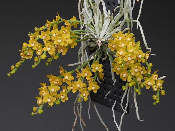Chiloschista nakornpanomensis 1 Plant rare orchid species leafless /Asian ghost orchid,Fragrans