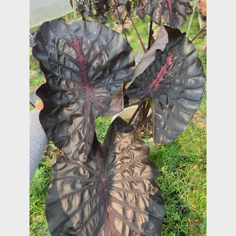 Colocasia Inferno Falls Tuber: New Hybrid Elephant Ear Bulb