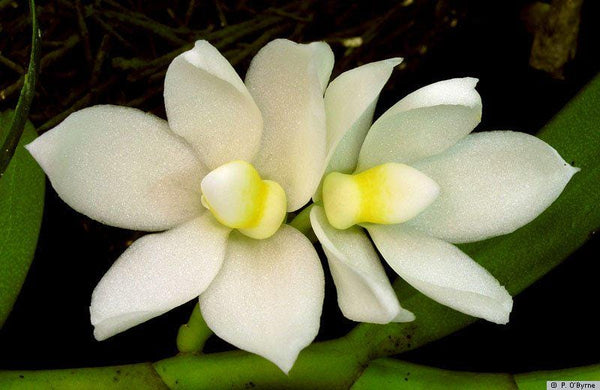 Thrixspermum calceolus Orchid: 3 Live Plants, Large White Flowers
