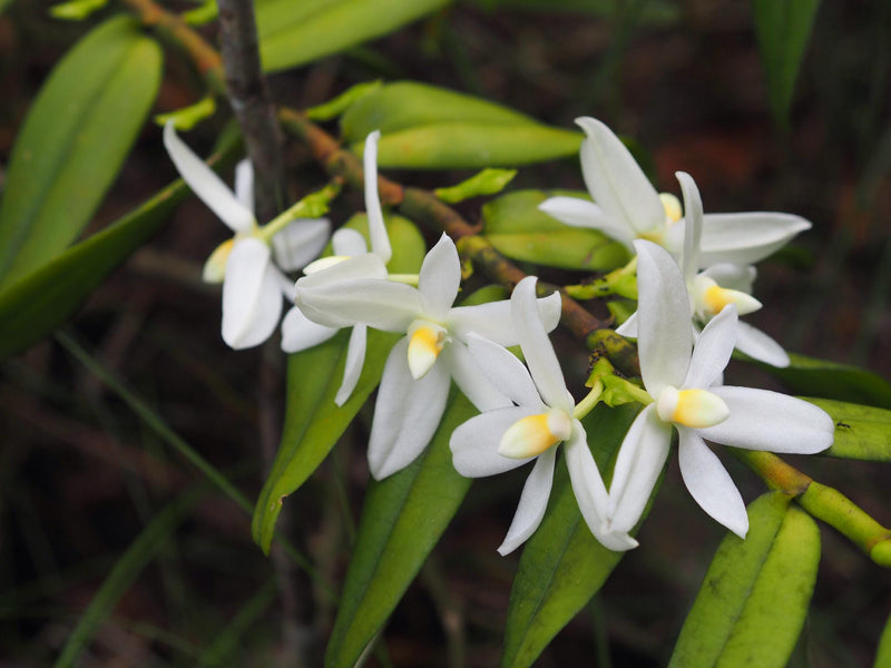 Thrixspermum calceolus Orchid: 3 Live Plants, Large White Flowers