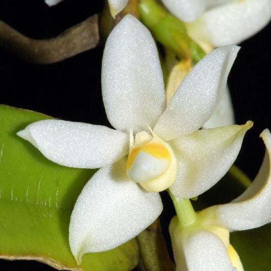 Thrixspermum calceolus Orchid: 3 Live Plants, Large White Flowers