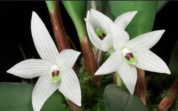 Ceratostylis sp (White flower) 1 plant Tropical Orchid species  rare and miniature orchid