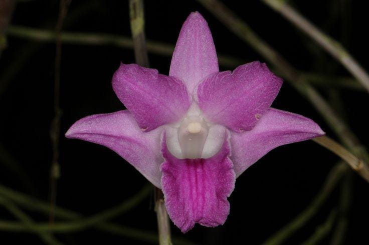 Dendrobium exilicaule Orchid Plant - Pink Bloom