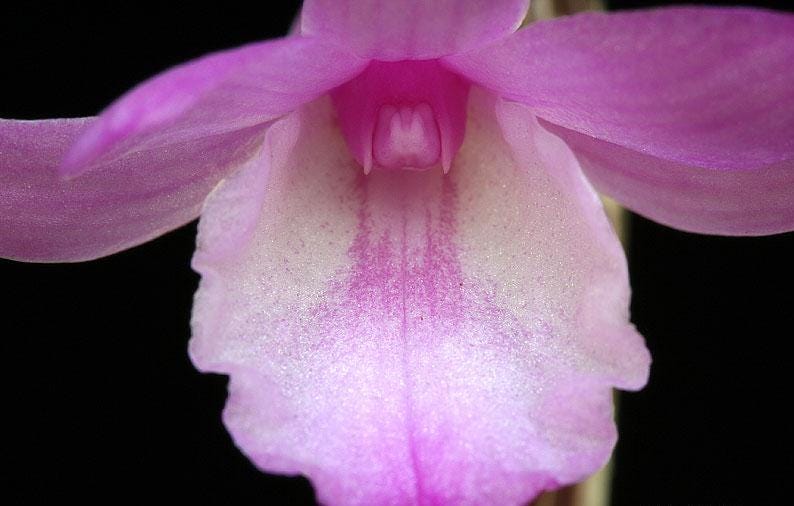 Dendrobium exilicaule Orchid Plant - Pink Bloom