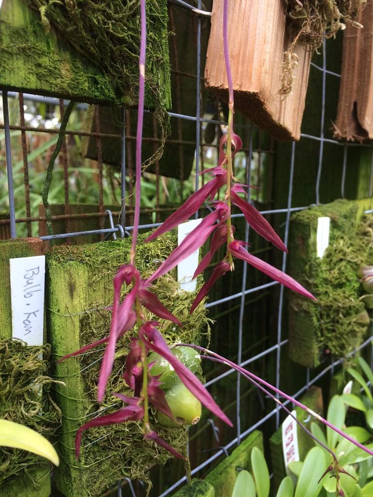 Bulbophyllum kanburiense (Pink)  1 Plant bloom size , orchid for home & Garden collection