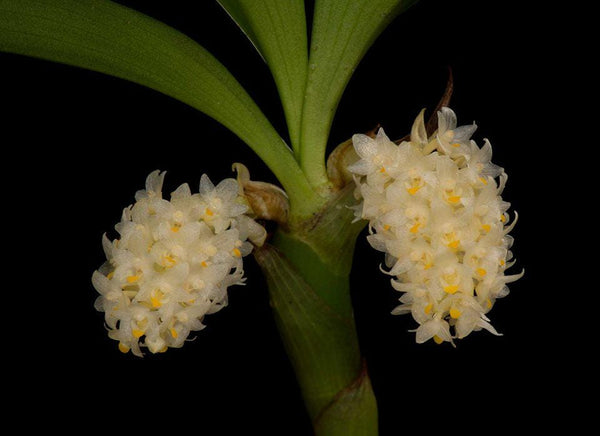 Eria bipunctata Orchid Plant: Mini Terrarium Orchid