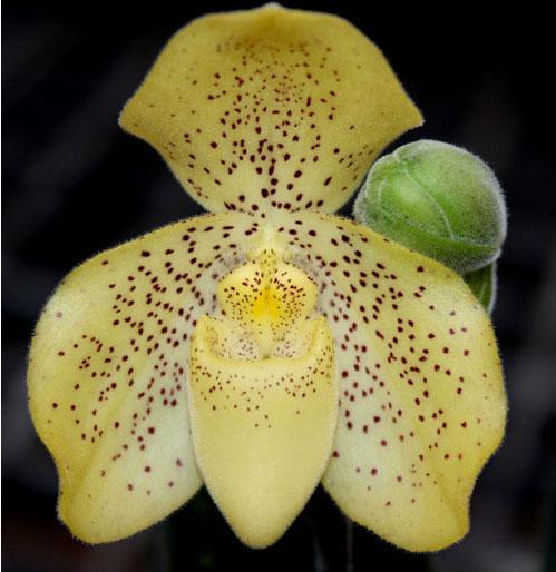 Paphiopedilum concolor