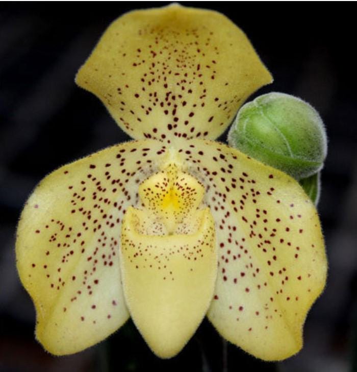 Paphiopedilum concolor