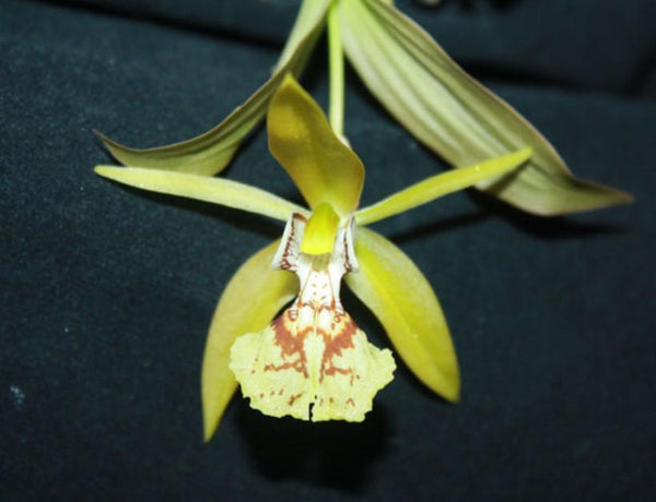 Coelogyne schilleriana Orchid Plant - Mini Orchid Collection