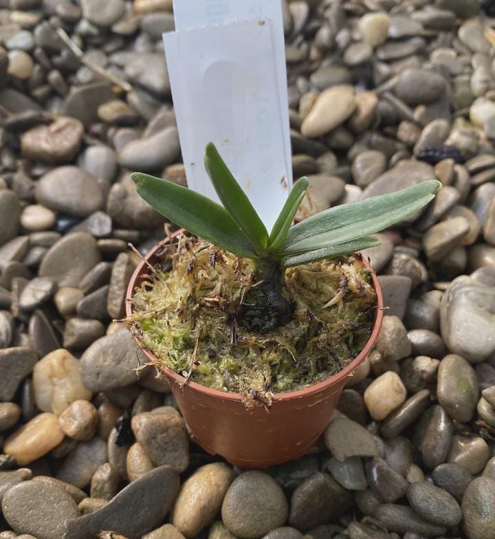 Angraecum didieri Orchid 1 Plant bloom size Mini Orchid African or Madagascan orchids