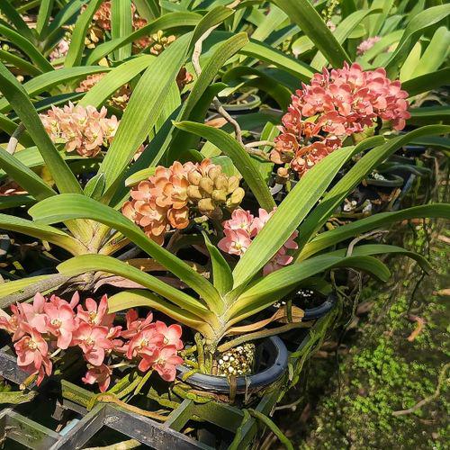 Rhynchostylis gigantea Peach 2 plant seedling size ,orchid vanda plant home garden foxtail orchid,Aerides