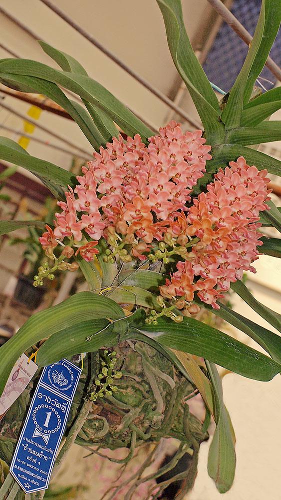 Rhynchostylis gigantea Peach 2 plant seedling size ,orchid vanda plant home garden foxtail orchid,Aerides