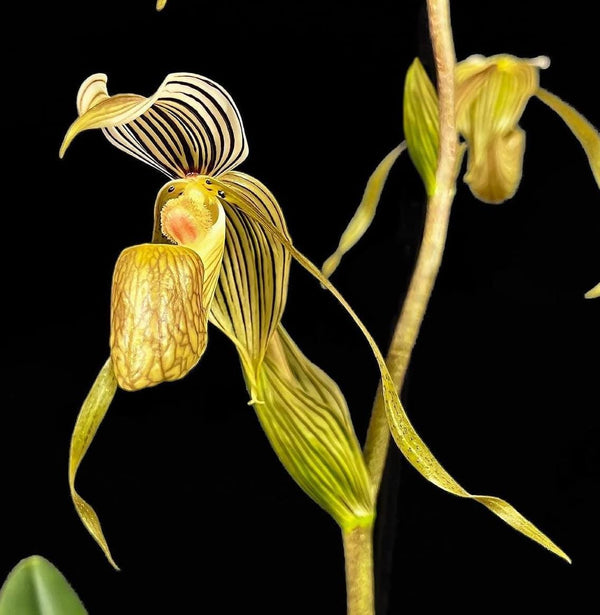 Paphiopedilum kolopakingii