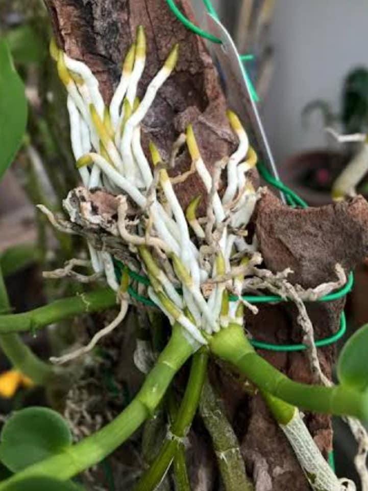 Orchid Rooting Vitamin B1: Plant Root Booster (100 ml.)