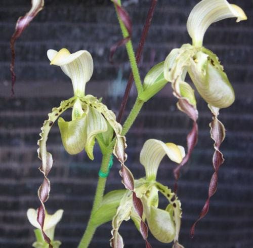 Paphiopedilum parishii